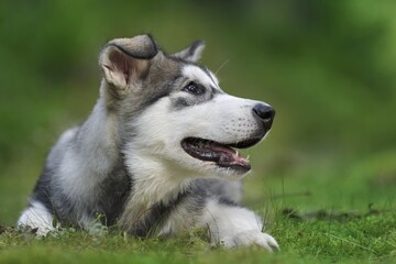 Alaskan Malamute puppy dog lies in the forest 