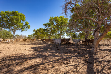 Australian pastoral station cattle shade under a small tree near the Cockburn Range near Wyndham on the Karunjie Track