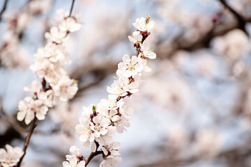 Apricot tree blossoms