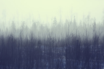 Fototapeta premium winter forest landscape covered with snow, december christmas nature white background