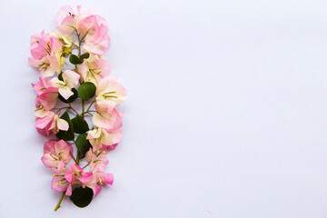 Fototapeta na wymiar bougainvillea flora local flowers of asia arrangement flat lay postcard style on background white