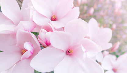 Obraz na płótnie Canvas pink magnolia flower 