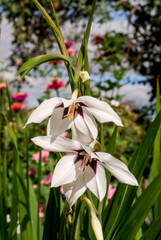 Abyssinian Gladiolus (Gladiolus murielae) in garden