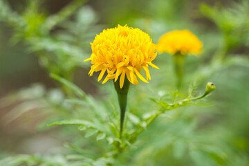 background nature flower yellow marigold local flower of asia in rainy season