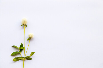  white flowers globe amaranth local floral in asia arrangement flat lay postcard style on background white