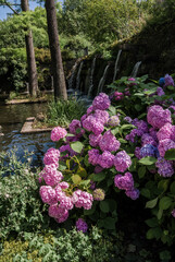 Bigleaf Hydrangea (Hydrangea macrophylla) in garden