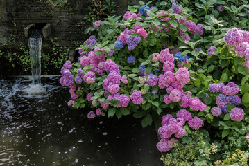 Bigleaf Hydrangea (Hydrangea macrophylla) in garden