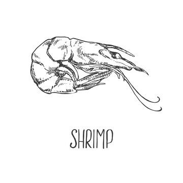 Hand drawn vector illustration of shrimps, prawns. Isolated seafood images for design, packaging, menu