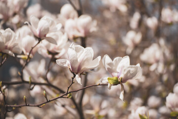 Magnolia spring flowers