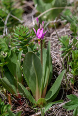 Obraz premium Shooting Star (Dodecatheon pulchellum) Chowiet Island, Semidi Islands, Alaska, USA