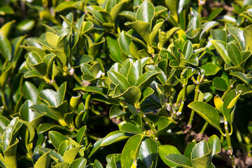 Fortune's spindle Euonymus fortunei is a species of flowering plant in the family Celastraceae, Green leaves on a bush in early spring, natural leafy background