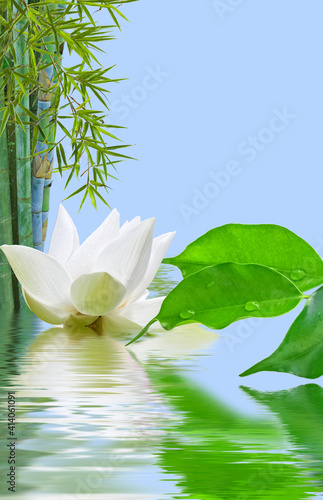 Composition Aquatique Zen Bambou Ficus Et Fleur Blanche De Lotus Wall Mural Unclesam