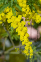 Blossoming of mimosa tree (Acacia pycnantha, golden wattle)bright yellow flowers, coojong, golden wreath wattle, orange wattle, blue-leafed wattle, acacia saligna