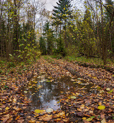 Obraz na płótnie Canvas Autumn forest in Kaluga region. Russia