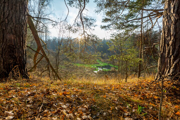 Autumn forest in Kaluga region. Russia
