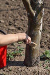 Gardener whitewash tree trunk with chalk in garden, tree care in spring. Gardener woman cares for the trees on the street in the park.