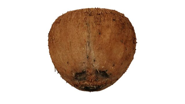 Realistic render of a rolling Husked Ripe Coconut on white background. The video is seamlessly looping, and the 3D object is scanned from a real coconut.
