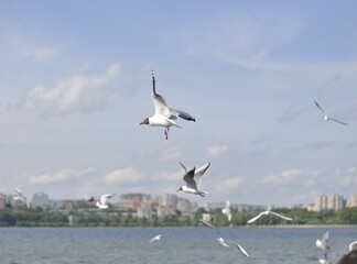 Fototapeta na wymiar Gulls fly over the water. On the shore of the pond you can see the city. Izhevsk. Russia.