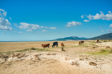 Small herd of cattle grazing on coastal grass at Los Lances beach in Tarifa, Cadiz Andalusia Spain