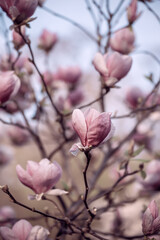 Magnolia spring flowers
