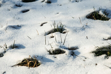 snow on the grass