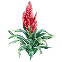 Fototapeta na wymiar Tropical flowers. Guzmania flower, hand drawing, watercolor botanical painting
