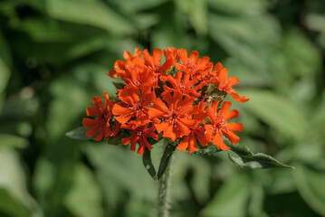 Burning Love (Lychnis chalcedonica) in garden