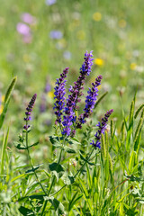 A useful plant (Salvia pratensis) with purple flowers close-up
