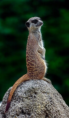 Meerkat on the stone. Latin name - Suricata suricatta	