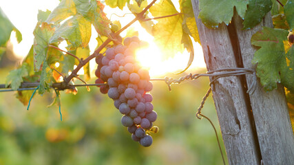 Bunch of red grapes. Sunset light with sun in the background. Flare and warm light tell the harvest...