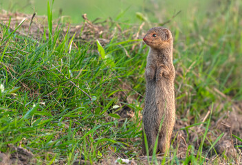 The Indian grey mongoose is a mongoose species native to the Indian subcontinent and West Asia.
