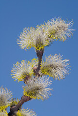 Fototapeta premium Goat Willow (Salix caprea) in the wild, Moscow region, Russia