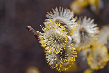 Goat Willow (Salix caprea) in the wild, Moscow region, Russia