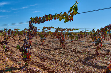 Panoramic view of a vineyard in the Spain countryside - Ademuz