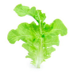 green fresh lettuce isolated on white background