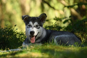 Fototapeta premium Alaskan Malamute puppy dog lies in the forest 