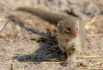 The Indian grey mongoose is a mongoose species native to the Indian subcontinent and West Asia.
