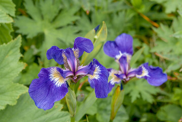 Arctic Iris (Iris setosa) at Chowiet Island, Semidi Islands, Alaska, USA