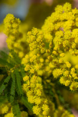 Blossoming of mimosa tree (Acacia pycnantha, golden wattle)bright yellow flowers, coojong, golden wreath wattle, orange wattle, blue-leafed wattle, acacia saligna