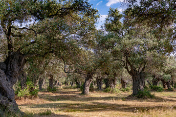 olive trees by the beach