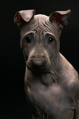 Fototapeta premium Portrait of a Thai ridgeback on a black background