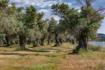 olive trees by the beach