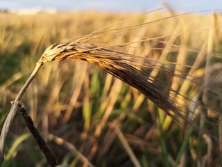 Closeup of a wheat spike in the evening