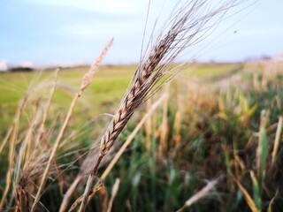 Fototapeta premium Closeup of a wheat spike in the evening