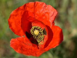 
life in the heart of the poppy