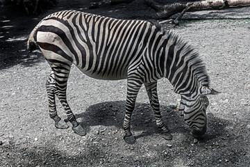 Fototapeta na wymiar Hartmann`s mountain zebra. Latin name - Equus zebra hartmannae 