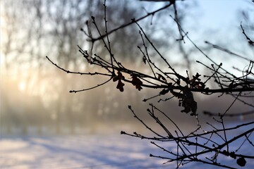 Close up of an oak branch with sunrise and snow in the background