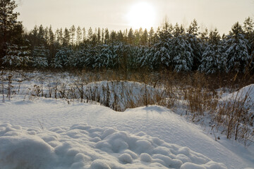 snowdrift on the background of a coniferous forest in winter