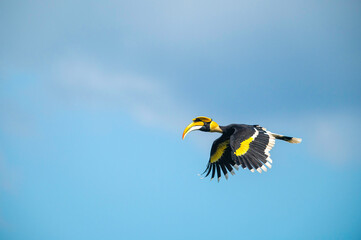 Great hornbill flying in natural forest © chamnan phanthong