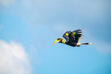 Great hornbill flying in natural forest © chamnan phanthong